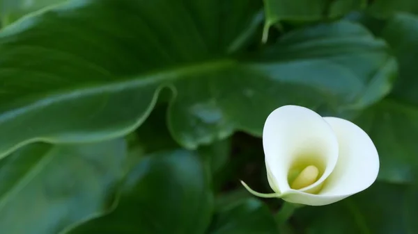 Vit lilja och mörkgröna blad. Elegant blommig blomma. Exotisk tropisk djungel regnskog, snygg trendig botanisk atmosfär. Naturlig levande grönska, paradis estetik. Arumväxter — Stockfoto