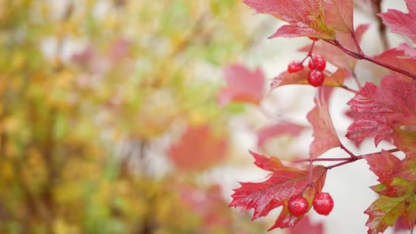 Guelder outono vermelho rosa folhas, selvagem viburnum berry queda folha na floresta chuvosa. — Vídeo de Stock