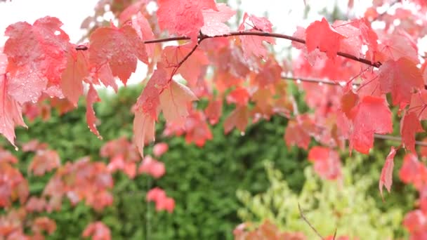 Gouttes de pluie, feuilles d'érable rouge d'automne. gouttelettes d'eau, feuilles d'automne humides dans la forêt — Video