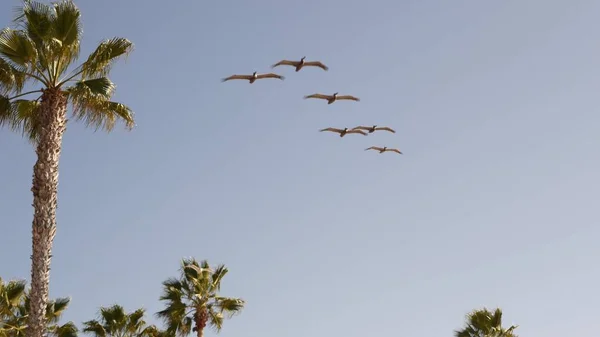 Velcí pelikáni létají, hejno pelekanů se vznáší na obloze. Palmy v Oceanside, Kalifornie USA. — Stock fotografie