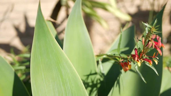 Agave-Blätter, Sukkulente Gartenarbeit in Kalifornien, USA. Home Garden Design, Yucca, Jahrhundert-Pflanze oder Aloe. Natürliche botanische Zierpflanzen mexikanische Zimmerpflanzen, Wüste arides Klima dekorative Blumenzucht — Stockfoto