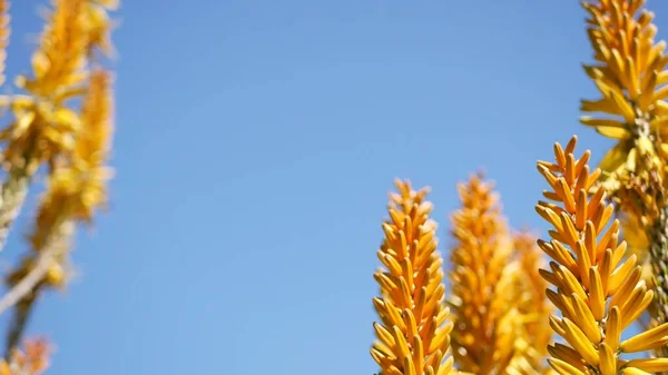 Aloe zamatos növény sárga virág, Kalifornia USA. Desert flora száraz éghajlat természetes botanikai közelkép háttér. Aloe Vera élénk narancssárga virága. Kertészkedés Amerikában, nő a kaktusz és agave — Stock Fotó