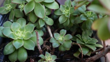 Sulu bitki koleksiyonu, Kaliforniya, ABD 'de bahçıvanlık. Ev bahçesi tasarımı, çeşitli botanik tavuk çeşitliliği ve yavrular. Dekoratif dekoratif ekvator çiçekleri, çiçekçilik karışımı.