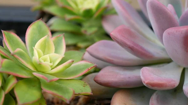 Succulent növények gyűjtése, kertészkedés Kaliforniában, USA. Lakáskerttervezés, különféle botanikus tyúkok és csibék változatossága. Dekoratív díszítő echeveria szobanövények válogatott keveréke, virágtermesztés — Stock Fotó