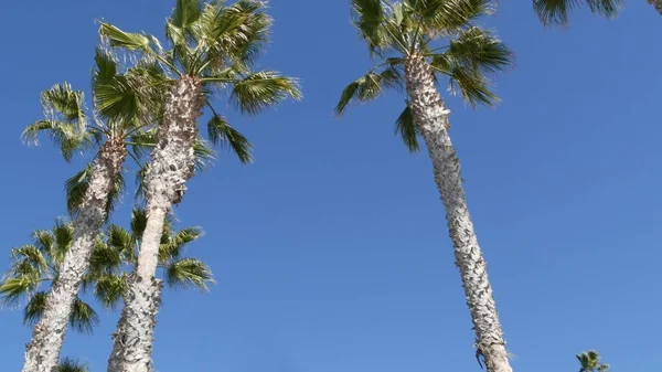 Palmy w Los Angeles, Kalifornia, USA. Letnia estetyka Santa Monica i Venice Beach na Pacyfiku. Czyste błękitne niebo i ikoniczne palmy. Atmosfera Beverly Hills w Hollywood. Wibracje LA — Zdjęcie stockowe