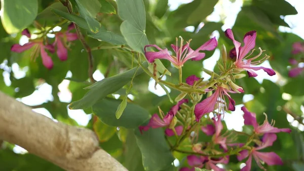 Mor Bauhinia Orkide ağacı çiçeği, Kaliforniya, ABD. Violet egzotik tropikal çiçek, orman yağmur ormanı atmosferi yumuşak odaklanma. Canlı koyu morumsu doğal botanik çiçekleri. Narin taç yaprakları. — Stok fotoğraf