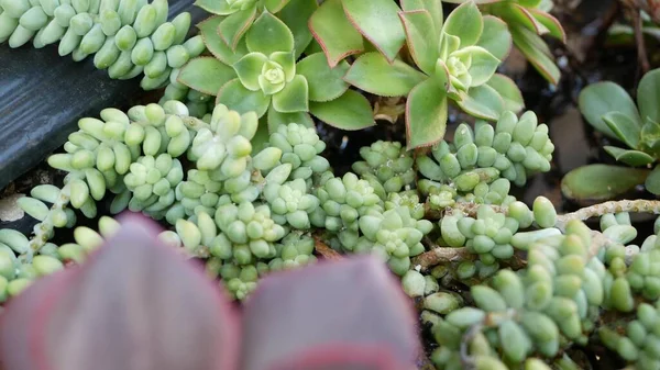 Colección de plantas suculentas, jardinería en California, EE.UU. Diseño de jardín casero, diversidad de varias gallinas y pollitos botánicos. Surtido de mezcla de plantas ornamentales decorativas de la echeveria, floricultura —  Fotos de Stock