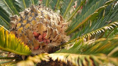 Cycad eğreltiotu yaprakları California, ABD 'de. Yeşil, sulu, doğal botanik yaprakları. Ensefalartos ya da zamiaceae dioon palmiye yeşilliği. Tropik yağmur ormanları orman atmosfer bahçesi tasarımı