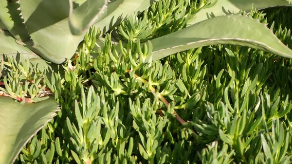 Agave leaves, soczyste ogrodnictwo w Kalifornii, USA. Projektowanie ogrodów, yucca, wieku roślin lub aloesu. Naturalne botaniczne ozdobne meksykańskie rośliny domowe, pustynny suchy klimat dekoracyjna florystyka — Zdjęcie stockowe