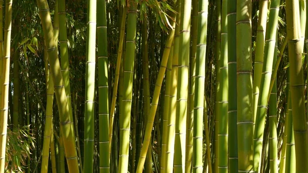 Hutan bambu, atmosfer tropis Asia yang eksotis. Pohon hijau dalam meditasi feng shui zen garden. Tenang tenang rumpun, pagi kesegaran harmoni di semak-semak. Jepang atau Cina estetika oriental alami — Stok Foto