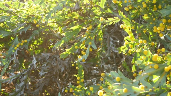 Acacia glaucoptera yellow flowers, California USA. Vástago australiano endémico plano o arcilloso, inusual inflorescencia exótica original. Ambiente tranquilo de primavera por la mañana, selva tropical primaveral — Foto de Stock