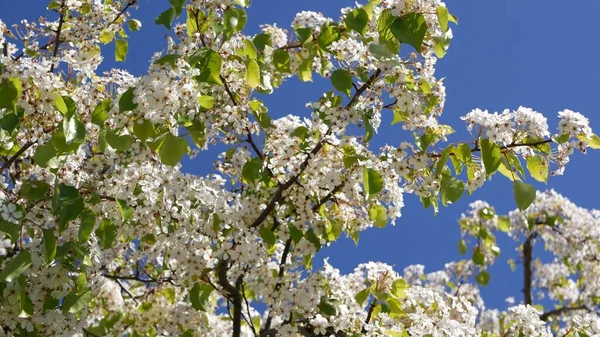 Voorjaar witte bloesem van kersenboom, Californië, Verenigde Staten. Delicate zachte sakura bloemen van peer, appel of abrikoos. Lente frisse romantische sfeer, pure botanische bloei, zachte focus bokeh. — Stockfoto