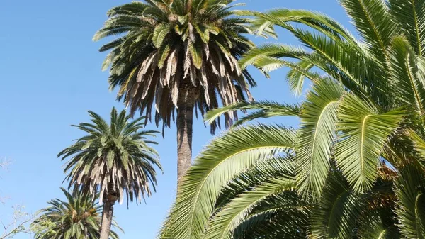 Palmas em Los Angeles, Califórnia, EUA. Estética de verão de Santa Monica e Venice Beach no oceano Pacífico. Céu azul claro e palmeiras icônicas. Atmosfera de Beverly Hills em Hollywood. Vibrações de LA — Fotografia de Stock