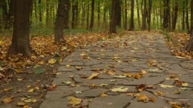 Sarı kuru yapraklar, ormanda yürüyüş yolu. Sonbahar akçaağaç parkında patika.