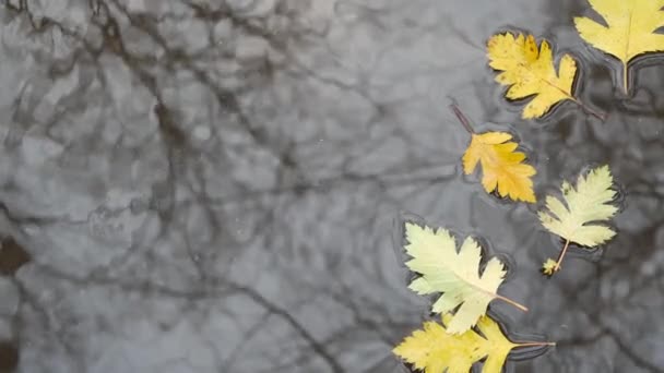 Feuilles de chêne jaune tombées à l'automne, flaque d'eau sur asphalte gris. Automne arbre nu sans feuilles — Video
