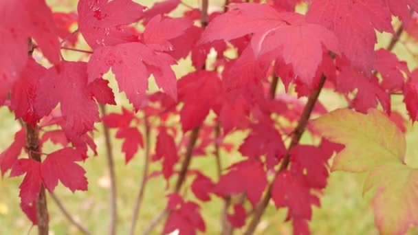 Roter Herbst-Ahorn blättert Ast ab. Lebhaftes Fallblatt im Wald oder Wald. — Stockvideo