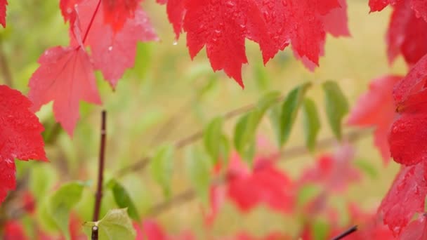 Gotas de chuva, folhas de ácer de outono vermelho. Gotas de água, folha de queda molhada na floresta — Vídeo de Stock