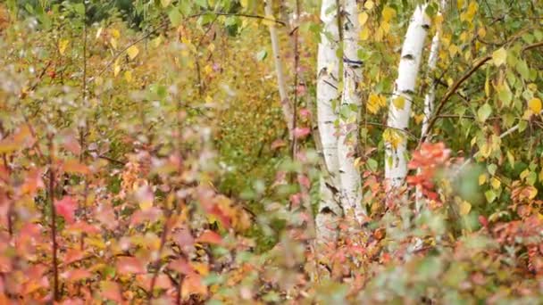 Randig bark av höstbjörk, gula apelsinblad i gyllene höstskog. — Stockvideo