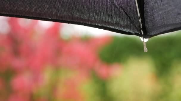 З-під чорної вологої парасольки осінній дощ крапель. Падіння крапель струмка . — стокове відео