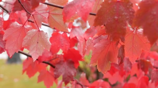 Rain drops, red autumn maple tree leaves. Water droplet, wet fall leaf in forest — Stock Video
