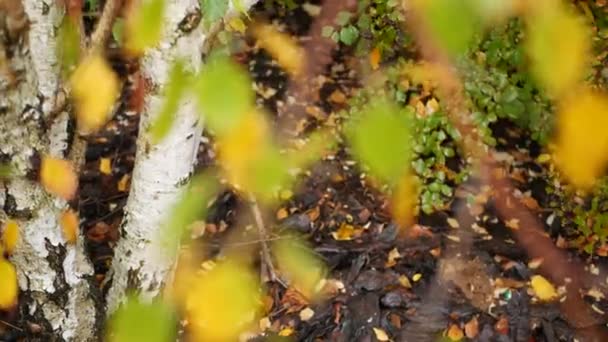 Corteccia a strisce di betulla autunnale, foglie di arancio giallo nella foresta autunnale dorata. — Video Stock