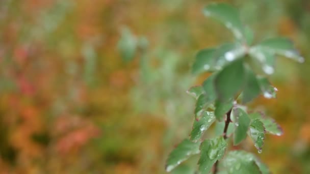 Regndroppar på höstlöv. Vattendroppar, blöta höstlöv i skog eller skog. — Stockvideo