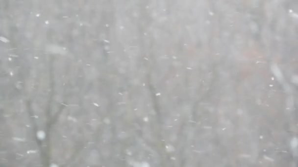 Copos de nieve blancos cayendo en invierno, copos de nieve de invierno nevadas de Navidad. — Vídeo de stock