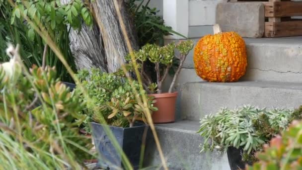 Calabaza decoración de halloween en frente de la puerta en el patio. Jack o linterna en las escaleras. — Vídeos de Stock