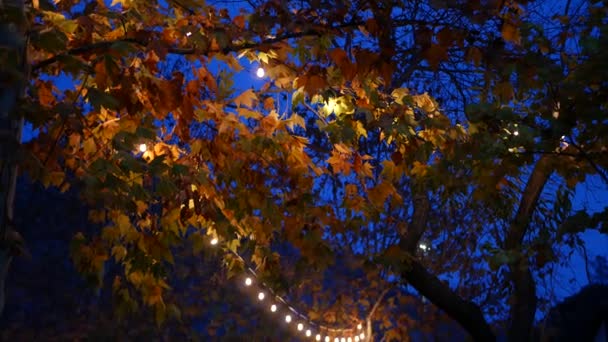 Amarelo ou laranja outono folhas de árvore de bordo e guirlanda brilhante no crepúsculo acolhedor. — Vídeo de Stock
