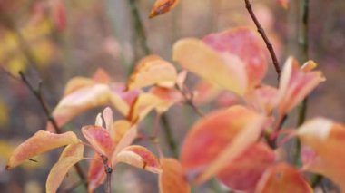 Sarı sonbahar yaprakları, ormandaki veya ormandaki portakal yaprakları. Park Yaprakları