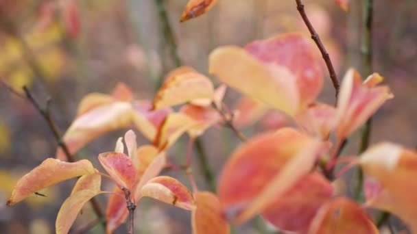 Gula höstlöv, orange höstlöv i skog och mark. Blad i parken — Stockvideo