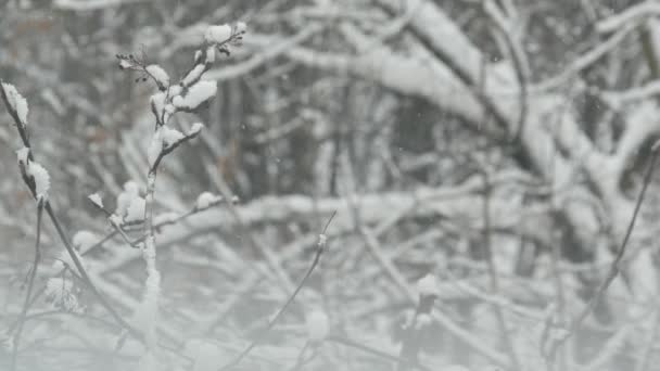 Белые снежинки зимой, снежинки зимнего рождественского снега. — стоковое видео