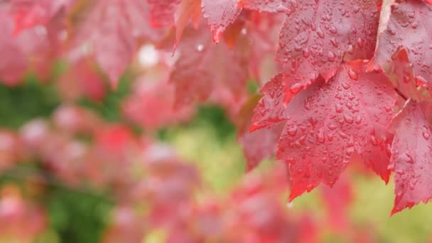 雨滴，红秋枫叶。森林中的水滴、湿落叶 — 图库视频影像