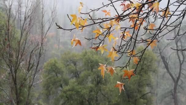 雨が降り、黄色の秋のカエデの木の葉を注ぐ。下水道の水滴. — ストック動画