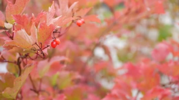 Red autumn guelder rose leaves, wild viburnum berry fall leaf in rainy forest. — Stock Video