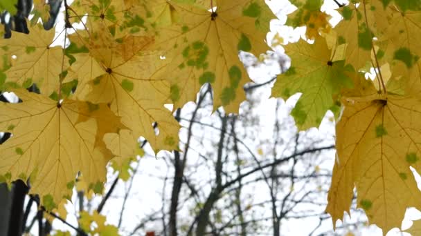 秋天的黄枫叶树枝.森林或树林中的金黄色落叶. — 图库视频影像
