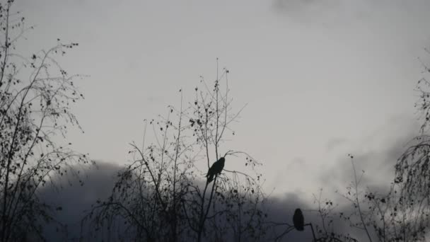 Corbeau noir gothique sur une branche nue, corbeau noir dramatique sur un arbre d'automne — Video