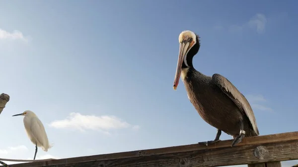 Kaliforniya 'daki iskele parmaklıklarında pelikan ve beyaz karlı akbalıkçıl. Okyanus sahili, kıyı balıkçıl kuşu.. — Stok fotoğraf