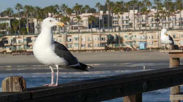 Mouette sur des balustrades en bois. Bird ferme à Oceanside. La Californie. Maisons en bord de mer. — Photo