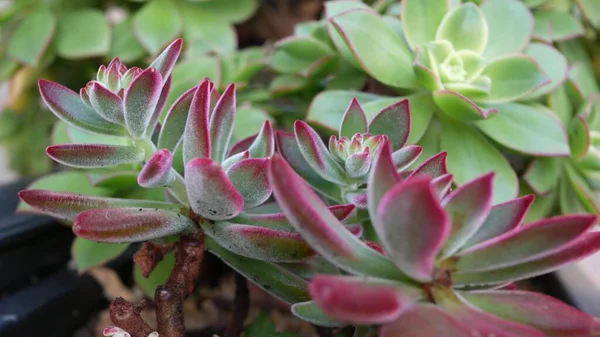 Succulent növények gyűjtése, kertészkedés Kaliforniában, USA. Lakáskerttervezés, különféle botanikus tyúkok és csibék változatossága. Dekoratív díszítő echeveria szobanövények válogatott keveréke, virágtermesztés — Stock Fotó