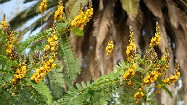 Αφρικανικό λουλούδι senna, κηπουρική στην Καλιφόρνια, ΗΠΑ. Φυσικό βοτανικό κοντινό φόντο. Κίτρινη άνθιση στον ανοιξιάτικο κήπο, φρέσκια ανοιξιάτικη χλωρίδα σε απαλή εστίαση. Ζουμερό φυτό κηροπήγιο. — Φωτογραφία Αρχείου