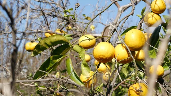 Fruta naranja cítrica, árbol desnudo sin hojas, California, EE.UU. Jardín de primavera, plantación agrícola local americana, horticultura casera. Jugosa cosecha tropical exótica fresca en rama. Cielo azul — Foto de Stock