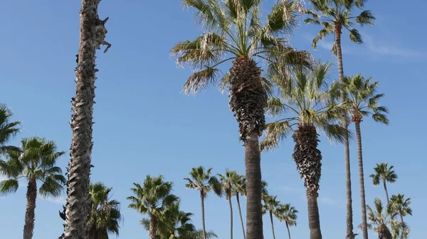 Palmeras en Los Ángeles, California, EE.UU. Estética veraniega de Santa Mónica y Venice Beach en el océano Pacífico. Cielo azul claro y palmeras icónicas. Atmósfera de Beverly Hills en Hollywood. LA vibraciones — Foto de Stock