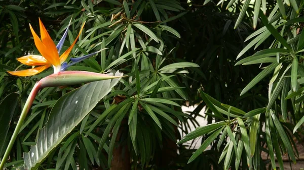 Strelitzia vogel van het paradijs tropische kraanbloem, Californië Verenigde Staten. Oranje exotische levendige bloesem, Amazone jungle regenwoud sfeer, natuurlijke weelderige gebladerte, trendy kamerplant voor thuis tuinieren — Stockfoto