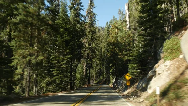 Driving auto in sequoia forest, perspective view from car. Large redwood coniferous trees and roadway near Kings Canyon. Road trip in national park of Northern California, USA. Hitchhiking traveling — Stock Photo, Image