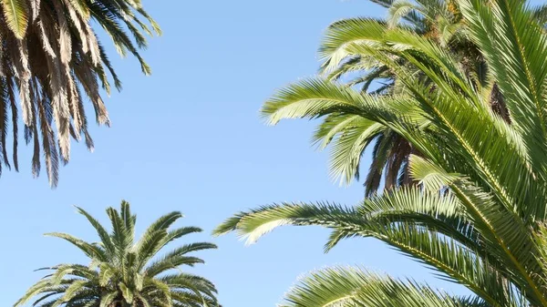 Palmeras en Los Ángeles, California, EE.UU. Estética veraniega de Santa Mónica y Venice Beach en el océano Pacífico. Cielo azul claro y palmeras icónicas. Atmósfera de Beverly Hills en Hollywood. LA vibraciones — Foto de Stock