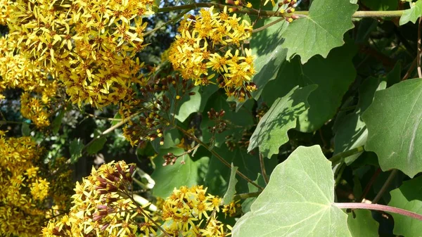 Velvet Groundsel sarı çiçekler, California USA. Roldana Petasitis ilkbahar çiçeği. Evde bahçıvanlık, Amerikan dekoratif ev bitkisi, doğal botanik atmosfer. Canlı bahar çiçekleri. — Stok fotoğraf