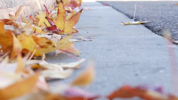 Feuilles d'érable tombées à l'automne jaune sec sur le sol de la rue de la ville américaine en bordure. — Video