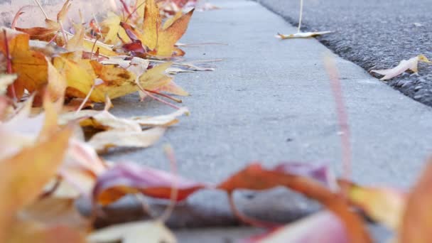 Dry yellow autumn fallen maple leaves on ground of american city street by curb. — Stock Video