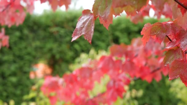Regentropfen, rote Blätter des Herbst-Ahorns. Wassertropfen, nasses Fallblatt im Wald — Stockvideo